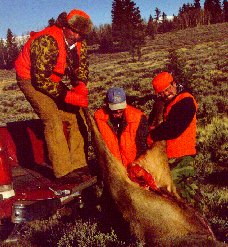 elk hunting