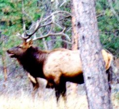 Bull Elk in the back Yard