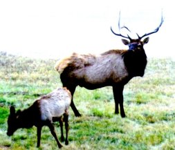 Bull Elk in the front yard