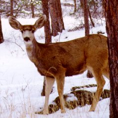 deer in back yard