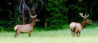 Bull elk