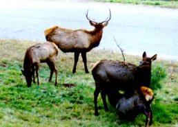 Elk in the front yard