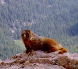 Mermin at RMNP